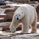 A polar bear approaches photographers near Hudson Bay in Canada. (Photo by Dan Clements)