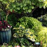 A snapshot of the author&rsquo;s garden: a container of mixed annuals, fragrant snowbell tree, hosta, golden angel Japanese shrub mint and Japanese forest grass. (Nicole Phillips/Sunnyside Nursery)