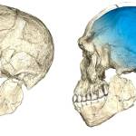 The undated artist rendering shows two views of a composite reconstruction of the earliest known Homo sapiens fossils from Jebel Irhoud (Morocco) based on micro computed tomographic scans of multiple original fossils. (Philipp Gunz/Max Planck Institute for Evolutionary Anthropology via AP)
