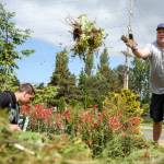 Colin Coburn tosses weeds into a wheelbarrow with TJ Rowley (left) at Freedom Park on Camano Island on June 11. (Kevin Clark / The Herald)