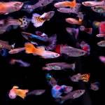 A mix of fancy guppies, emerald green brochis cory and blue-eyed bristlenose swim together in a tank at Aquarium Co-op in Edmonds. (Ian Terry / The Herald)