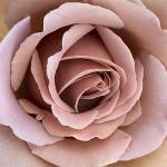 The rose called Koko loko is one of hundreds of roses grown at Antique Rose Farm. (Andy Bronson / The Herald)