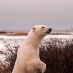 A polar bear stands up to better see across the snow and ice in the Arctic. (Photo by Dan Clements)