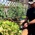 Wes McClain fertilizes lettuce and sugar snap peas in a raised garden bed. (Nicole Phillips/Sunnyside Nursery)