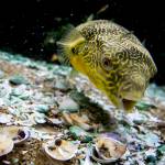 Murphy, a Mbu pufferfish, gobbles up clams in his tank at Aquarium Co-op in Edmonds. Murphy serves as the store&rsquo;s mascot and can be seen online through a live feed any time. (Ian Terry / The Herald)
