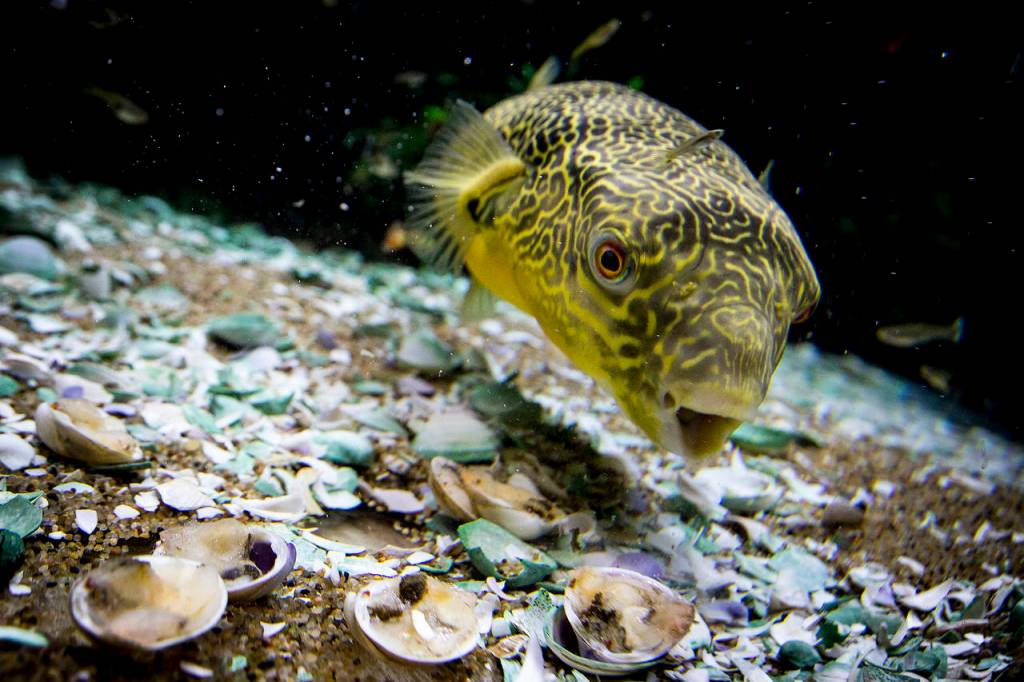 Murphy, a Mbu pufferfish, gobbles up clams in his tank at Aquarium Co-op in Edmonds. Murphy serves as the store&rsquo;s mascot and can be seen online through a live feed any time. (Ian Terry / The Herald)