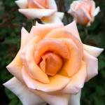 Over The Moon is a hybrid tea rose. (Andy Bronson / The Herald)