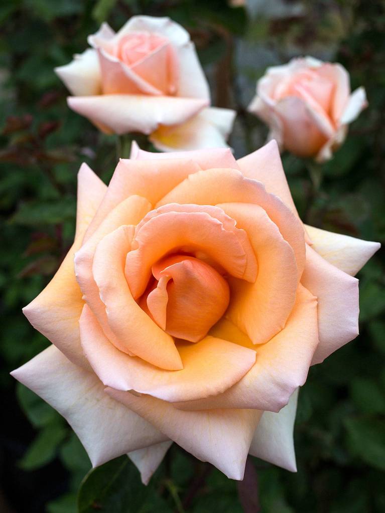 Over The Moon is a hybrid tea rose. (Andy Bronson / The Herald)