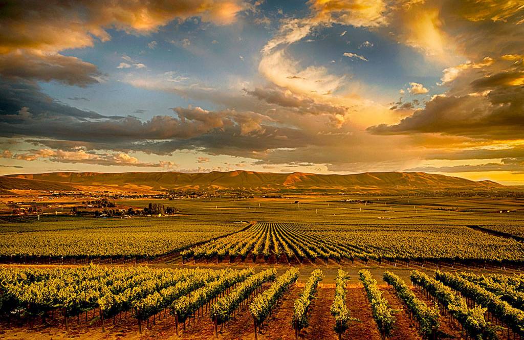 Cabernet sauvignon accounts for more than 50 percent of the plantings across Red Mountain in Washington&rsquo;s Yakima Valley. (Photo by Richard Duval Images)