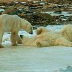 Two male polar bears play together in the Arctic. Note the cut above the left bear&rsquo;s eye. (Photo by Dan Clements)