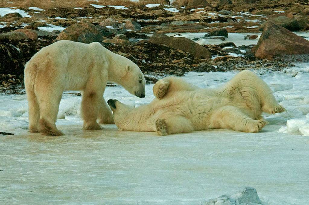 Two male polar bears play together in the Arctic. Note the cut above the left bear&rsquo;s eye. (Photo by Dan Clements)