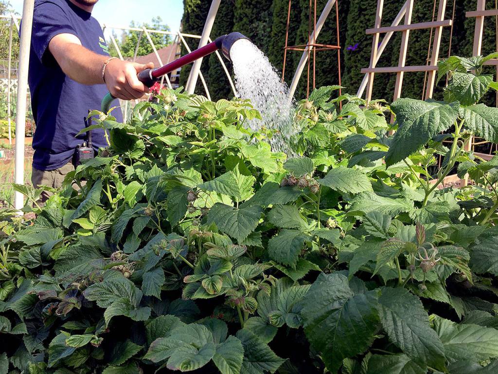 McClain waters a raspberry bush growing in the author&rsquo;s garden. (Nicole Phillips/Sunnyside Nursery)
