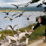 The gulls pack the shoreline when Patrick Cooper, 74, arrives each morning along the Snohomish River on the Everett waterfront. Some of them have even followed him home, he said. (Dan Bates / The Herald)