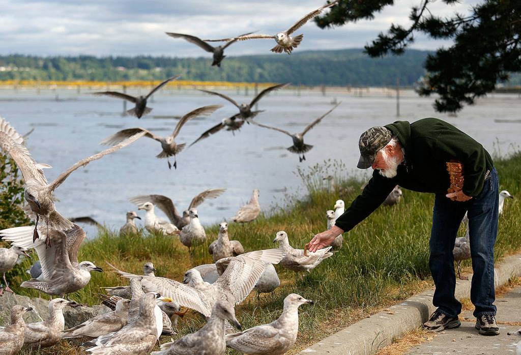 The gulls pack the shoreline when Patrick Cooper, 74, arrives each morning along the Snohomish River on the Everett waterfront. Some of them have even followed him home, he said. (Dan Bates / The Herald)