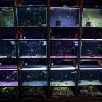 Fish tanks are seen at Aquarium Co-op in Edmonds. The store offers a large selection of fish as well as aquarium equipment. (Ian Terry / The Herald)