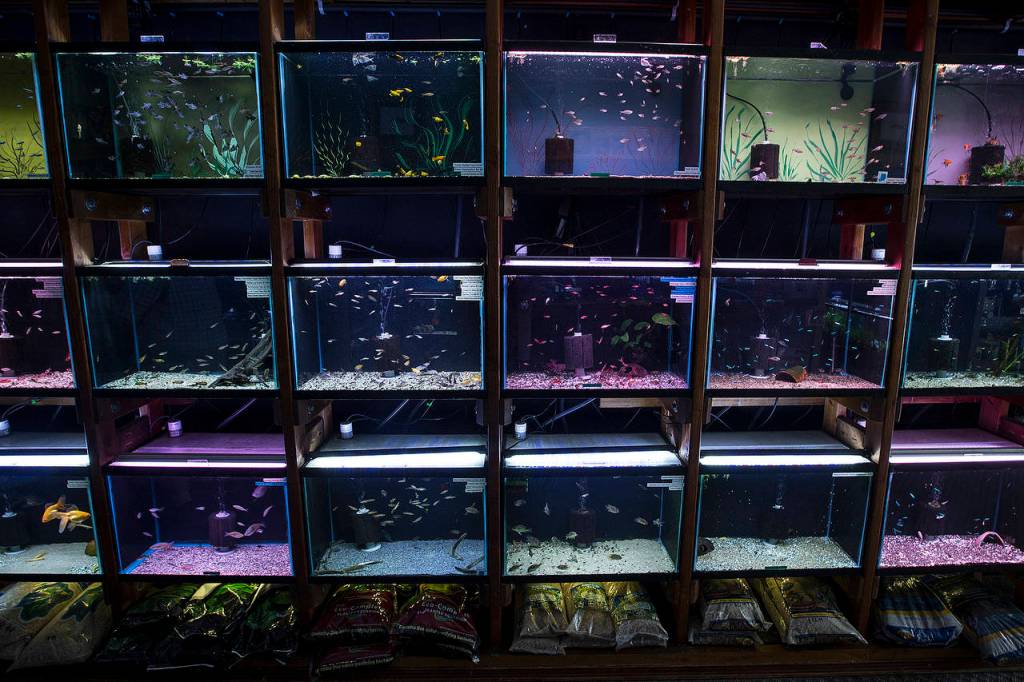 Fish tanks are seen at Aquarium Co-op in Edmonds. The store offers a large selection of fish as well as aquarium equipment. (Ian Terry / The Herald)