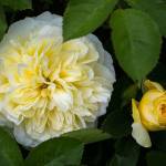 Pilgrim, from David Austin Roses, is grown at Antique Rose Farm. (Andy Bronson / The Herald)
