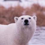 A female polar bear has spotted the photographer. (Photo by Dan Clements)