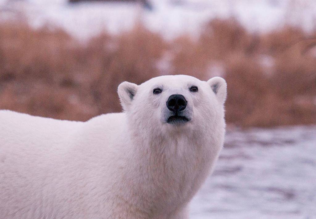 A female polar bear has spotted the photographer. (Photo by Dan Clements)