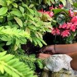 McClain weeds around spreading yew, itea &ldquo;Henry&rsquo;s garnet&rdquo; and megawatt begonias. (Nicole Phillips/Sunnyside Nursery)