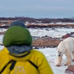 Tourists can get close &mdash; very close &mdash; to polar bears while hiking around Hudson Bay in Canada. (Photo by Dan Clements)
