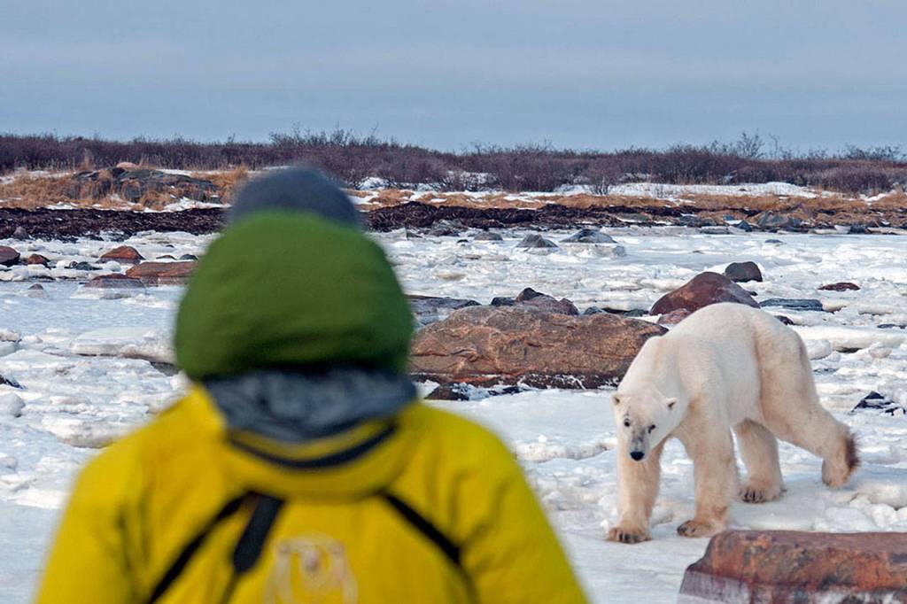 Tourists can get close &mdash; very close &mdash; to polar bears while hiking around Hudson Bay in Canada. (Photo by Dan Clements)