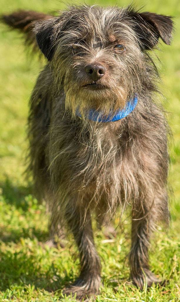 Miniel is a fun little terrier! He is looking for an active family that will take him to the parks for walks. He has been ok with other dogs but we are not sure about cats so caution should be used. Any children in the home need to be over the age of 12 and respectful of small breed dogs. (Curt Story/Everett Animal shelter)