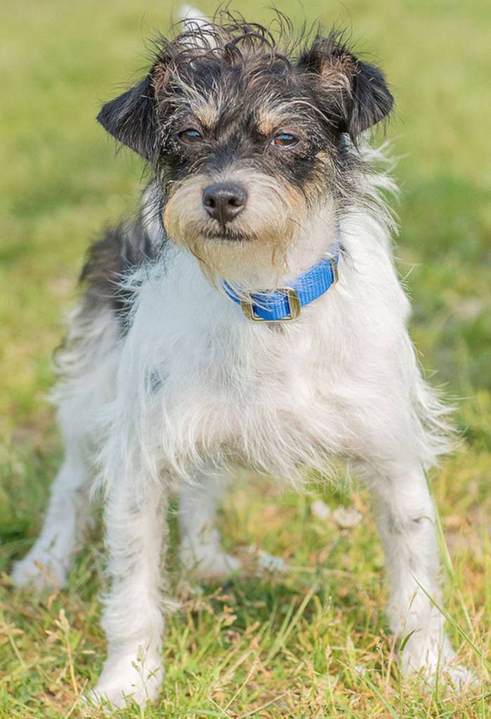 Minnie is a bouncing bundle of joy! She is a very typical jack and will need plenty of exercise and mental activities everyday. She has lived with other dogs and done well but can not live with cats. Any children in the home should be over the age of 12 years and used to active terrier breeds. (Curt Story/Everett Animal shelter)