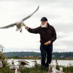 Patrick Cooper, 74, lets a large, dominant gull take a slice of bread from his hand while dozens more are gathered around him for the morning treat along the Snohomish River in Everett. (Dan Bates / The Herald)