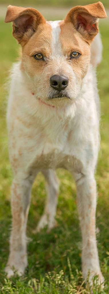 Remington is a young dog that can be protective of his family. He does not like strangers approaching his home. He has never lived with cats and gets along OK with other dogs but can be possessive of his food. He will need a meet and greet with any resident canines prior to adoption. Remington will need an adult only home and will likely need to be crated when visitors come over. (Curt Story/Everett Animal shelter)