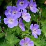 Great Plant Pick: Geranium “Gerwat” Rozanne, a hardy hybrid