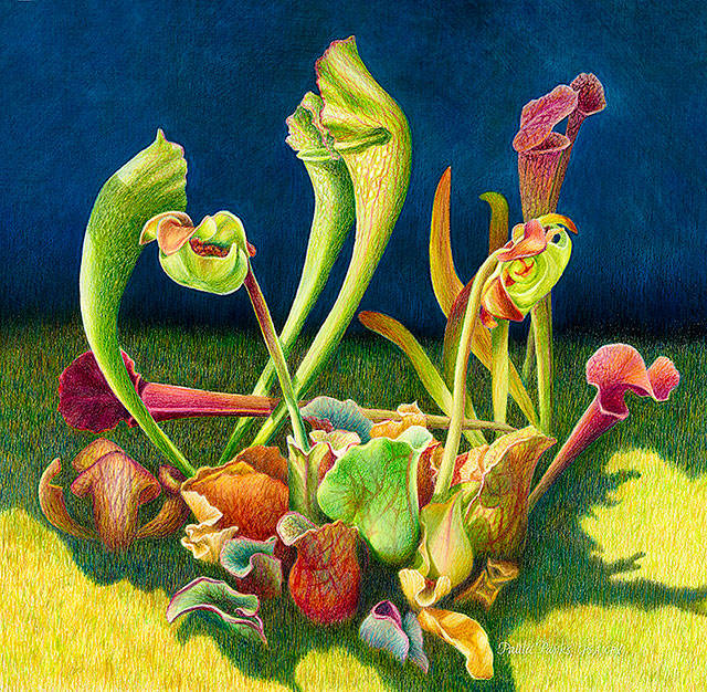 &ldquo;A Gathering of Carnivores&rdquo; is a colored pencil work by Paula Parks.
