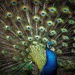 Sonya Lang&rsquo;s &ldquo;Peacock&rdquo; is among the new works shown at the Arts of Snohomish gallery in Snohomish.
