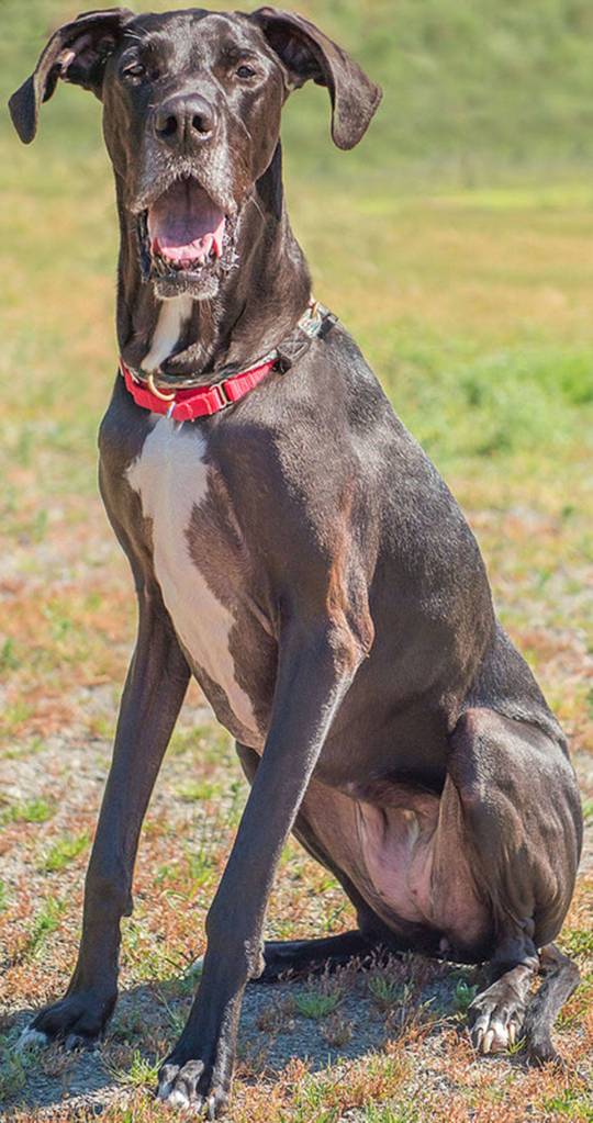 Shadow is a 6 year old female Great Dane who is looking for a special home. She is very nervous and can not live with children due to their unpredictability. She has lived with a small breed dog in the past but as she has aged she can no longer tolerate living with other dogs. Shadow will need a home with Great Dane experience please come prepared to let us know your plan! (Curt Story/Everett Animal Shelter)