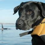 Study links at-risk orcas’ failed pregnancies to scarce food