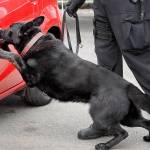New drug kits save police dogs from opioid overdoses