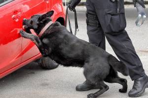 New drug kits save police dogs from opioid overdoses