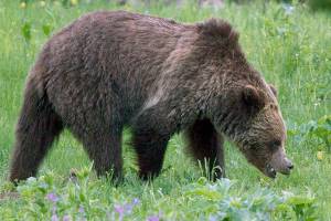 US officials to lift Yellowstone grizzly bear protections
