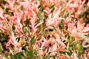 Plant of Merit: ‘Hakuro-nishiki,’ dappled Japanese willow