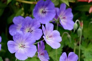 Great Plant Pick: Geranium “Gerwat” Rozanne, a hardy hybrid