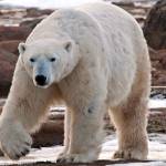 Everett man goes to Arctic to photograph polar bears up close