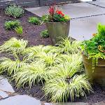 Say goodbye to grass: Replace your lawn with planting beds