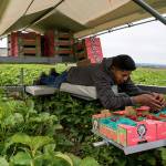 At Biringer, workers harvest strawberries on their bellies