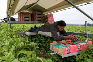 At Biringer, workers harvest strawberries on their bellies