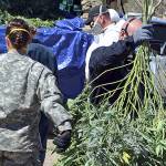 Colorado marijuana market funds busts of illegal growers