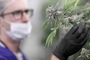 Nevada pot sites stock, check bud before legal sales fire up