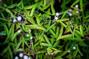 22nd annual Edmonds in Bloom tour features 6 beautiful gardens