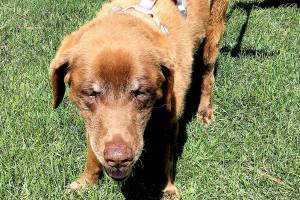 After 9 months alone in Idaho mountains, lost dog is home