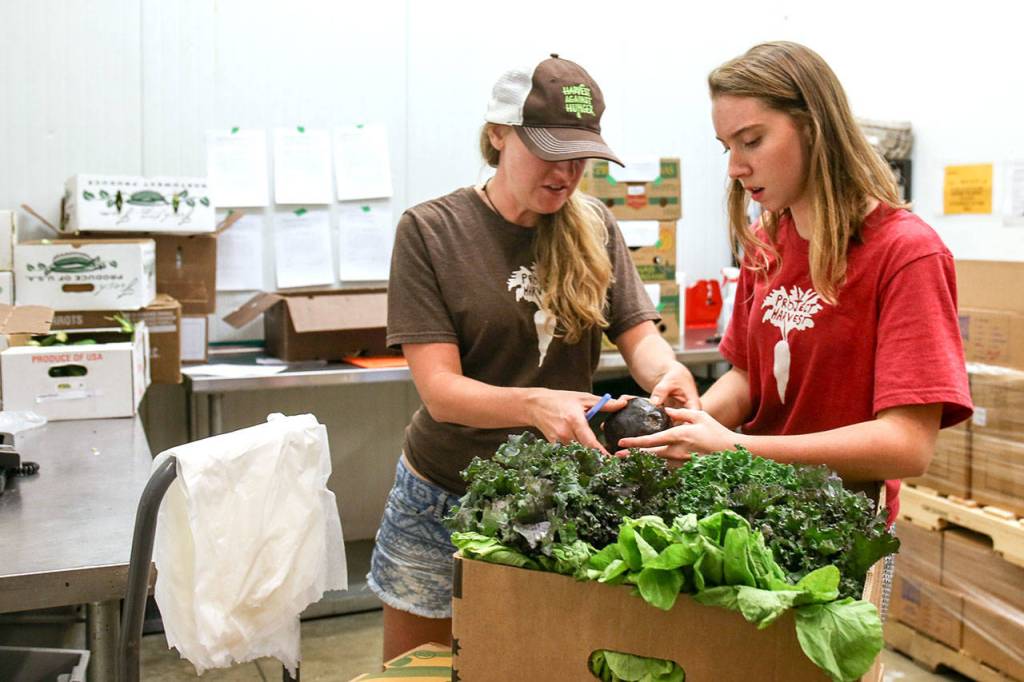 Stephanie Aubert and Amy Johnson examine an eggplant as part of leftover produce from the farmers market for local food banks Sunday afternoon on July 16, 2017. (Kevin Clark / The Herald)
