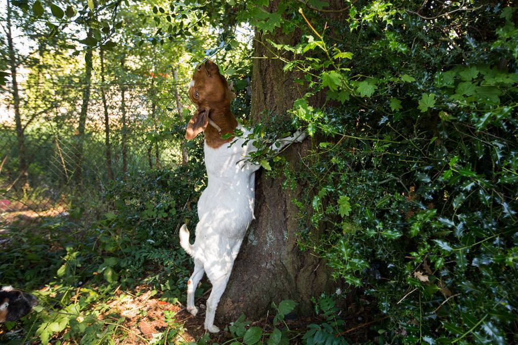 Sally, a Boer goat, braces up against a tree to try and get a a branch of leaves. (Andy Bronson / The Herald)